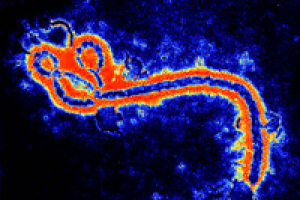 Ebola