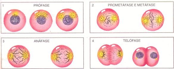 Mitose - quando uma célula se divide em duas