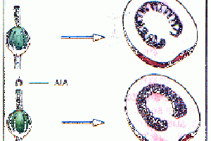 Crescimento e Desenvolvimento Vegeral