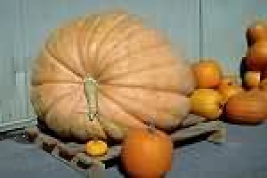 Alimentos Transgênicos