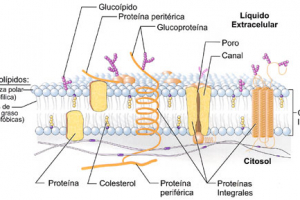 Membrana Celular