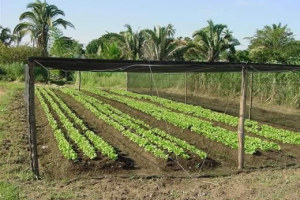 Horticultura [Tecnológico]